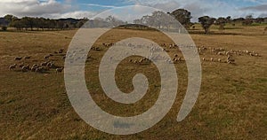 Drone footage of a sheep flock