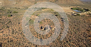 Drone, giraffe group and herd from aerial view of nature and safari in Africa with plants and animal scenery. Landscape