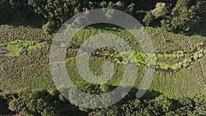 drone going over rold skov in rebild kommune