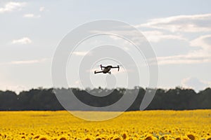 Drone hovering over sunflower field in clear blue sky partly clouded.