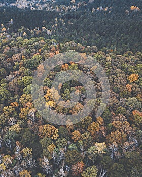 Drone image of a multicolored forest in the Southeastern United States with fall foliage.