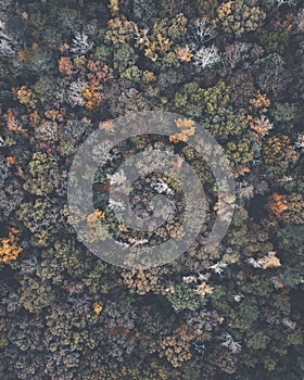 Drone image of a multicolored forest in the Southeastern United States with fall foliage.