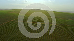 Drone, landscape and view of vineyard in outdoor environment, nature and sustainability on land. Aerial view