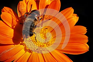 Drone male honey bee on calendula flower