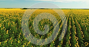 Drone moving across yellow field of sunflowers. Rows of sunflowers. Agricultural industry