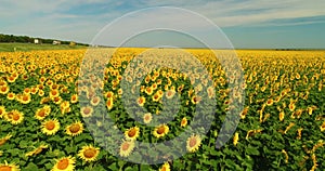 Drone moving across yellow field of sunflowers. Rows of sunflowers. Agricultural industry