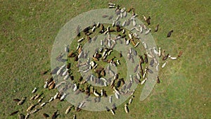 Drone overhead view of goats herd moving. Top down view of goats