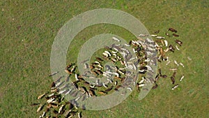 Drone overhead view of goats herd moving. Top down view of goats herd feeding on field.