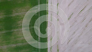 Drone photo of the bright green wheat field separated by the road. There is a tree by the road. aerial view. beautiful minimalist