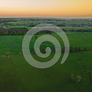 Drone photo of the bright green wheat field separated by the road. There is a tree by the road. aerial view. beautiful minimalist