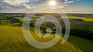 Drone photo of the bright green wheat field separated by the road. There is a tree by the road. aerial view. beautiful minimalist