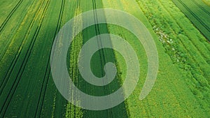 Drone photo of the bright green wheat field separated by the road. There is a tree by the road. aerial view. beautiful minimalist