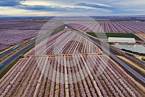 Drone photo of California almond trees in bloom