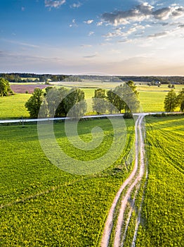 Drone Photo of the Crossroad Between Trees in Colorful Early Spring - Surrounded with Dandelion Field. Blue Skies with Clouds in