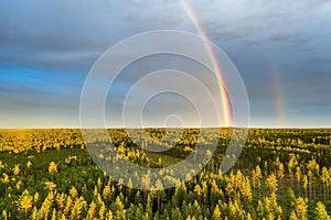 Drone photo, rainbow over summer pine tree forest, very clear skies and clean rainbow colors. Scandinavian nature are illuminated