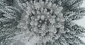 Drone photo snow covered trees, winter nature beautiful Europe aerial view pine forest mountain, season travel white frozen nature