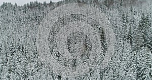 Drone photo snow covered trees, winter nature beautiful Europe aerial view pine forest mountain, season travel white frozen nature