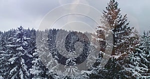 Drone photo snow covered trees, winter nature beautiful Europe aerial view pine forest mountain, season travel white frozen nature