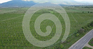 drone photography,aerial view of orchards in resen, prespa, macedonia