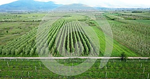 drone photography,aerial view of orchards in resen, prespa, macedonia