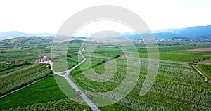 drone photography,aerial view of orchards in resen, prespa, macedonia