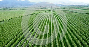 drone photography,aerial view of orchards in resen, prespa, macedonia