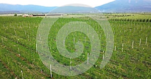 drone photography,aerial view of orchards in resen, prespa, macedonia photo