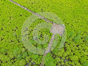 Drone Photography of the Bird Eye View of Spurred Mangrove Forest with Many Visitors Enjoy the View on Wooden boardwalk, Thailand