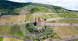 Drone photography Ehrenfels castle ruins between vinegrapes.