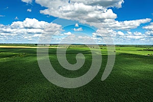 Drone photography, high angle view of green unripe corn crop field in summer