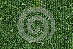 Drone photography, top view of green unripe corn crop field in summer