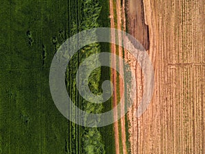 Drone point of view on cultivated wheat field