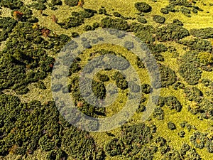 Drone point of view the forest in caldera of Golovnin volcano on Kunashir Island, Kurils, Russia