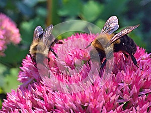 A drone`s feast