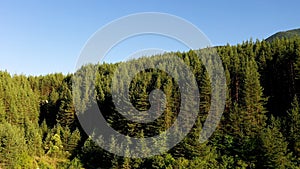 Drone shot aerial view scenic landscape of Big Lake and nature wood and forest.