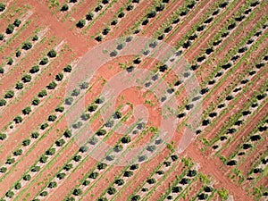 Drone shot of agriculture at Childers Queensland