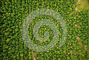 Drone shot capturing the patchwork of lush agricultural fields from above. AI generated.