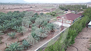 Drone shot of Cycas platyphylla plantation landscape and architectures