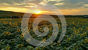 Drone shot: flying above sunflowers near the road with driving cars and trucks on sunset summer time.