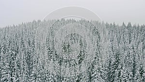 Drone shot flying over snow covered fir trees. Winter forest in a snowstorm.