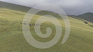 Drone shot of a herd of horses grazing in a meadow in the mountains.