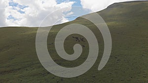 Drone shot of a herd of horses grazing in a meadow in the mountains.