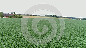 drone shot over corn crop field