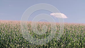 drone shot over corn crop field