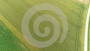 drone shot over corn crop field