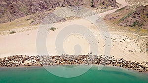 Drone shot of river Ili and herd of sheep