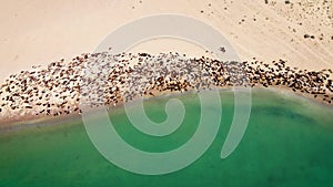 Drone shot of river Ili and herd of sheep