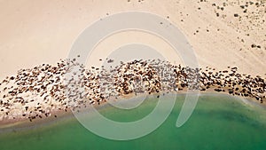 Drone shot of river Ili and herd of sheep