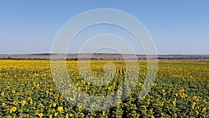 Drone shot of sunflower field flying forward on a clear day