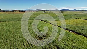 Drone Sweep Of Sugar Cane Fields